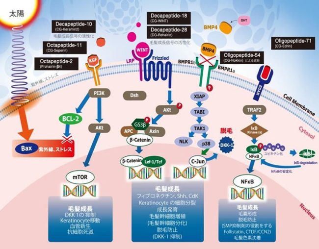 最終値下げ ヘアフィラー 薄毛 養毛 育毛 白髪 2セット入り２回分 DR